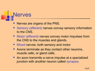15-27
Nerves
 Nerves are organs of the PNS.
 Sensory (afferent) nerves convey sensory information
to the CNS.
 Motor (efferent) nerves convey motor impulses from
the CNS to the muscles and glands.
 Mixed nerves: both sensory and motor
 Axons terminate as they contact other neurons,
muscle cells, or gland cells.
 An axon transmits a nerve impulse at a specialized
junction with another neuron called synapse.
 