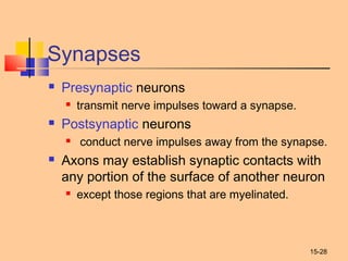 15-28
Synapses
 Presynaptic neurons
 transmit nerve impulses toward a synapse.
 Postsynaptic neurons
 conduct nerve impulses away from the synapse.
 Axons may establish synaptic contacts with
any portion of the surface of another neuron
 except those regions that are myelinated.
 