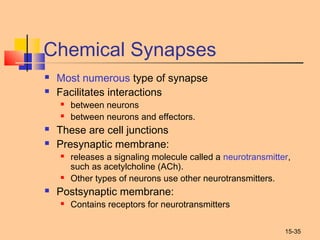 15-35
Chemical Synapses
 Most numerous type of synapse
 Facilitates interactions
 between neurons
 between neurons and effectors.
 These are cell junctions
 Presynaptic membrane:
 releases a signaling molecule called a neurotransmitter,
such as acetylcholine (ACh).
 Other types of neurons use other neurotransmitters.
 Postsynaptic membrane:
 Contains receptors for neurotransmitters
 