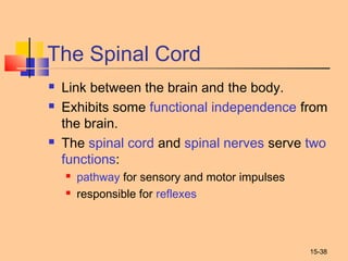 15-38
The Spinal Cord
 Link between the brain and the body.
 Exhibits some functional independence from
the brain.
 The spinal cord and spinal nerves serve two
functions:
 pathway for sensory and motor impulses
 responsible for reflexes
 