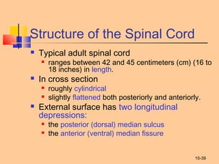 15-39
Structure of the Spinal Cord
 Typical adult spinal cord
 ranges between 42 and 45 centimeters (cm) (16 to
18 inches) in length.
 In cross section
 roughly cylindrical
 slightly flattened both posteriorly and anteriorly.
 External surface has two longitudinal
depressions:
 the posterior (dorsal) median sulcus
 the anterior (ventral) median fissure
 