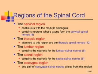 15-41
Regions of the Spinal Cord
 The cervical region
 continuous with the medulla oblongata
 contains neurons whose axons form the cervical spinal
nerves (8)
 The thoracic region
 attached to this region are the thoracic spinal nerves (12)
 The lumbar region
 contains the neurons for the lumbar spinal nerves (5)
 The sacral region
 contains the neurons for the sacral spinal nerves (5)
 The coccygeal region
 one pair of coccygeal spinal nerves arises from this region
 