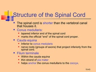 15-43
Structure of the Spinal Cord
 The spinal cord is shorter than the vertebral canal
that houses it.
 Conus medullaris:
 tapered inferior end of the spinal cord
 marks the official “end” of the spinal cord proper.
 Cauda equina
 Inferior to conus medularis
 nerve roots (groups of axons) that project inferiorly from the
spinal cord.
 Filum terminale
 Within the cauda equina
 thin strand of pia mater
 helps anchor the conus medullaris to the coccyx.
 