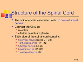 15-45
Structure of the Spinal Cord
 The spinal cord is associated with 31 pairs of spinal
nerves
 Connect the CNS to:
 receptors
 effectors (muscle and glands)
 Each side of the spinal cord contains:
 8 cervical nerves (called C1–C8)
 12 thoracic nerves (T1–T12)
 5 lumbar nerves (L1–L5)
 5 sacral nerves (S1–S5)
 1 coccygeal nerve (Co1)
 
