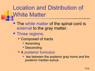 15-52
Location and Distribution of
White Matter
 The white matter of the spinal cord is
external to the gray matter.
 Three regions.
 Composed of tracts

Ascending

Descending
 A posterior funiculus:

lies between the posterior gray horns and the
posterior median sulcus.
 