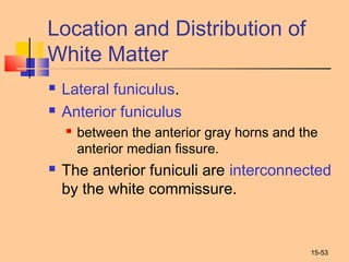 15-53
Location and Distribution of
White Matter
 Lateral funiculus.
 Anterior funiculus
 between the anterior gray horns and the
anterior median fissure.
 The anterior funiculi are interconnected
by the white commissure.
 