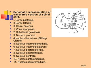 15-55
 Schematic representation of
transverse section of spinal
cord.
 I. Cornu posterius.
 II.Cornu laterale.
 III Cornu anterius.
 1. Zоna spongiosa.
 2. Substantia gelatinosa.
 3. Nucleus proprius.
 4.Nucleus thoracicus (Stilling-
Clarce)
 5. Nucleus intermediomedialis.
 6. Nucleus intermediolateralis.
 7. Nucleus posterolateralis.
 8. Nucleus anterolateralis.
 9. Nucleus centralis.
 10. Nucleus anteromedialis.
 11. Nucleus posteromedialis.
 