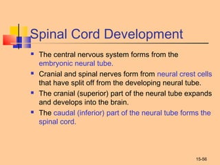 15-56
Spinal Cord Development
 The central nervous system forms from the
embryonic neural tube.
 Cranial and spinal nerves form from neural crest cells
that have split off from the developing neural tube.
 The cranial (superior) part of the neural tube expands
and develops into the brain.
 The caudal (inferior) part of the neural tube forms the
spinal cord.
 