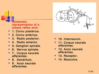 15-59
 Schematic
representation of a
simple reflex arch.
 1. Cornu posterius.
 2. Cornu anterius.
 3. Radix posterior.
 4. Radix anterior.
 5. Ganglion spinale.
 6. Nervus spinale.
 7. Corpus neurale
afferentes.
 8. Dendritum.
 9. Axon neurale
afferentes.
 10. Interneuron.
 11. Corpus neurale
efferentes.
 12. Axon neurale
efferentes.
 13. Receptor.
 14. Musculus.
 