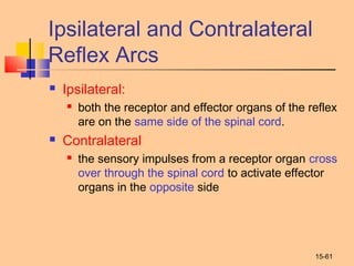 15-61
Ipsilateral and Contralateral
Reflex Arcs
 Ipsilateral:
 both the receptor and effector organs of the reflex
are on the same side of the spinal cord.
 Contralateral
 the sensory impulses from a receptor organ cross
over through the spinal cord to activate effector
organs in the opposite side
 