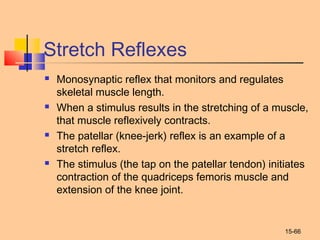 15-66
Stretch Reflexes
 Monosynaptic reflex that monitors and regulates
skeletal muscle length.
 When a stimulus results in the stretching of a muscle,
that muscle reflexively contracts.
 The patellar (knee-jerk) reflex is an example of a
stretch reflex.
 The stimulus (the tap on the patellar tendon) initiates
contraction of the quadriceps femoris muscle and
extension of the knee joint.
 