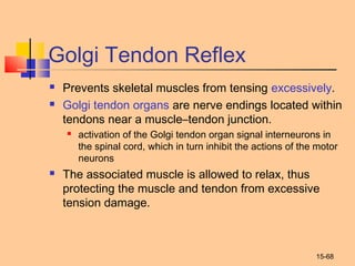 15-68
Golgi Tendon Reflex
 Prevents skeletal muscles from tensing excessively.
 Golgi tendon organs are nerve endings located within
tendons near a muscle–tendon junction.
 activation of the Golgi tendon organ signal interneurons in
the spinal cord, which in turn inhibit the actions of the motor
neurons
 The associated muscle is allowed to relax, thus
protecting the muscle and tendon from excessive
tension damage.
 