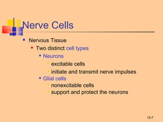 15-7
Nerve Cells
 Nervous Tissue
 Two distinct cell types

Neurons
 excitable cells
 initiate and transmit nerve impulses

Glial cells
 nonexcitable cells
 support and protect the neurons
 