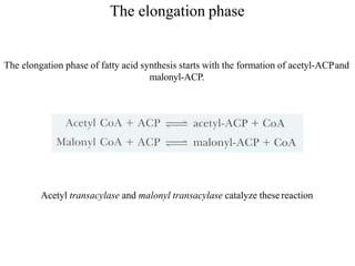 The elongation phase
The elongation phase of fatty acid synthesis starts with the formation of acetyl-ACPand
malonyl-ACP.
Acetyl transacylase and malonyl transacylase catalyze these reaction
 