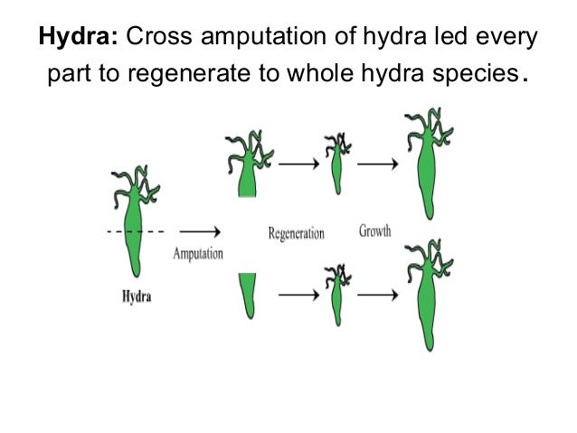 Modern aspects of regeneration and transplantation.