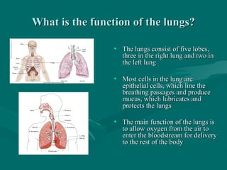 What is the function of the lungs?What is the function of the lungs?
• The lungs consist of five lobes,The lungs consist of five lobes,
three in the right lung and two inthree in the right lung and two in
the left lungthe left lung
• Most cells in the lung areMost cells in the lung are
epithelial cells, which line theepithelial cells, which line the
breathing passages and producebreathing passages and produce
mucus, which lubricates andmucus, which lubricates and
protects the lungsprotects the lungs
• The main function of the lungs isThe main function of the lungs is
to allow oxygen from the air toto allow oxygen from the air to
enter the bloodstream for deliveryenter the bloodstream for delivery
to the rest of the bodyto the rest of the body
 