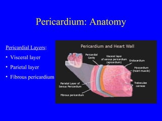 Pericardium: Anatomy
Pericardial Layers:
• Visceral layer
• Parietal layer
• Fibrous pericardium
 