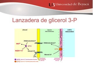 Lanzadera de glicerol 3-P
 