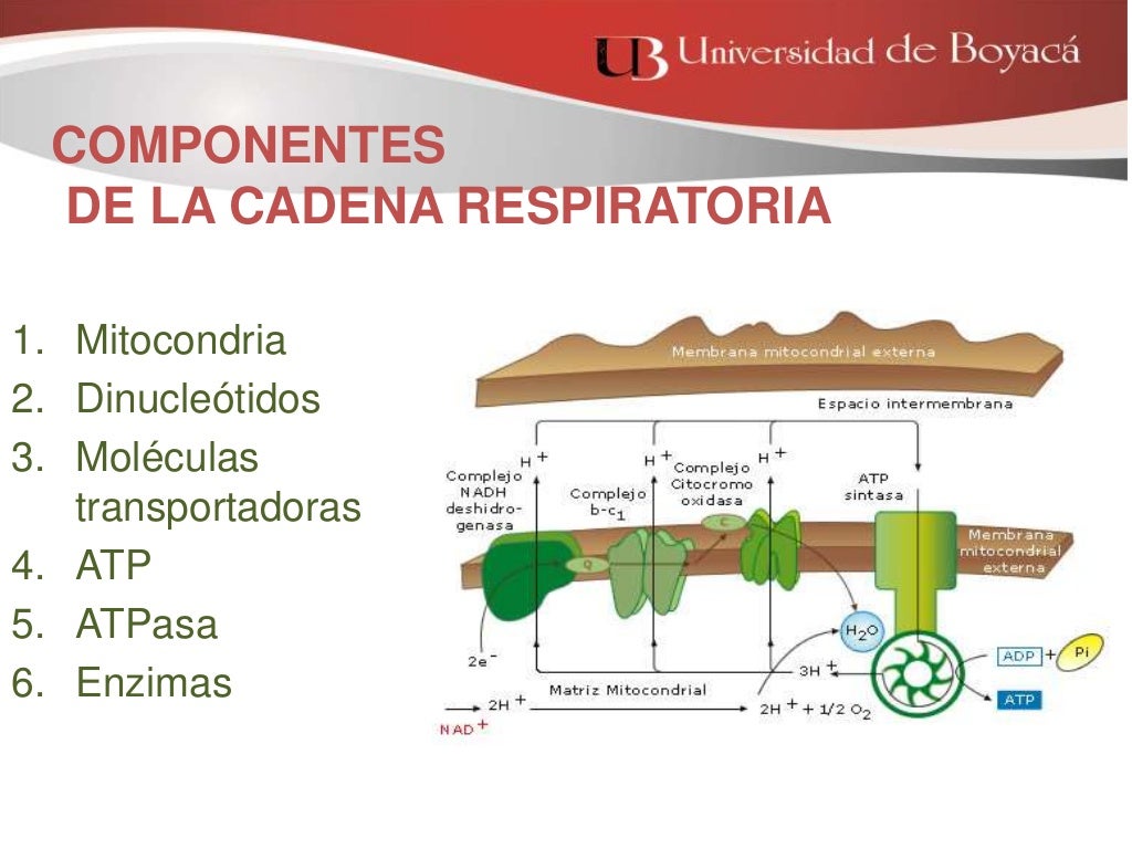 cadena respiratoria