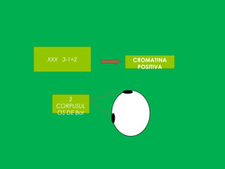 XXX 3-1=2 CROMATINA
POSITIVA
2
CORPUSUL
OS DE Bar
 