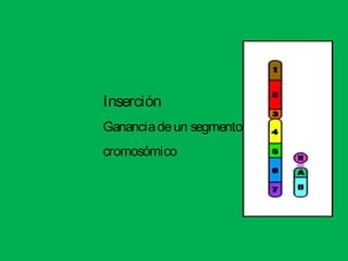Inserción
Gananciadeun segmento
cromosómico
 