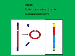 Anillo
Doblerupturay deleción en los
dosbrazosdeun mismo
 