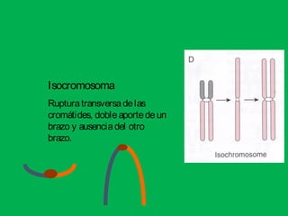 Isocromosoma
Rupturatransversadelas
cromátides, dobleaportedeun
brazo y ausenciadel otro
brazo.
 