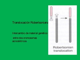 Translocación Robertsoniana
Intercambio dematerial genético
entredoscromosomas
acrocéntricos.
 
