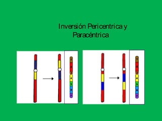 Inversión Pericentricay
Paracéntrica
 