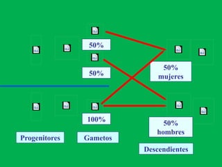 Progenitores Gametos
Descendientes
50%
100%
50%
50%
hombres
50%
mujeres
 