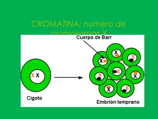 CROMATINA: numero de
cromosomas X
 