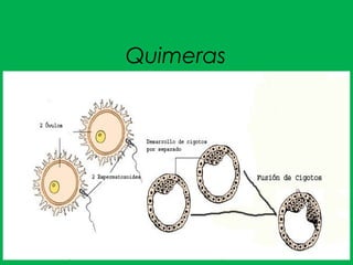 Quimeras
 