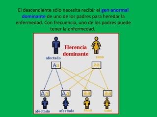 El descendiente sólo necesita recibir el gen anormal
dominante de uno de los padres para heredar la
enfermedad. Con frecuencia, uno de los padres puede
tener la enfermedad.
 