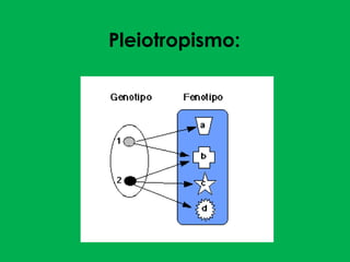 Pleiotropismo:
 