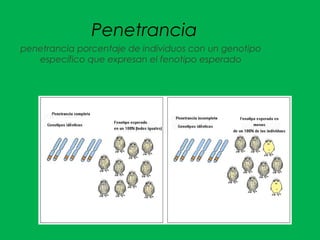 Penetrancia
penetrancia porcentaje de individuos con un genotipo
específico que expresan el fenotipo esperado
 
