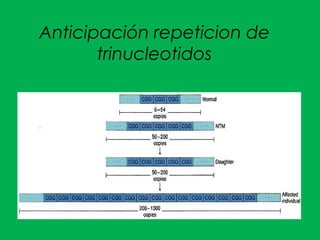 Anticipación repeticion de
trinucleotidos
 