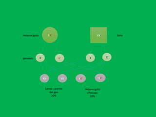 XX’ XX
X X’ X X
XX XX XX’ XX’
gametos
Sanos: carente
del gen
50%
Heterocigoto
afectado
50%
Heterocigoto Sano
 