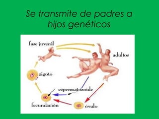 Se transmite de padres a
hijos genéticos
 