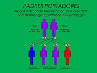 PADRES PORTADORES
riesgos para cada fecundacion: 25% afectado;
50% heterocigoto portador; 25% patologia
 