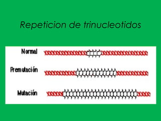 Repeticion de trinucleotidos
 