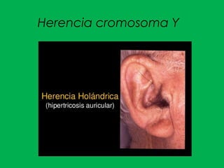 Herencia cromosoma Y
 