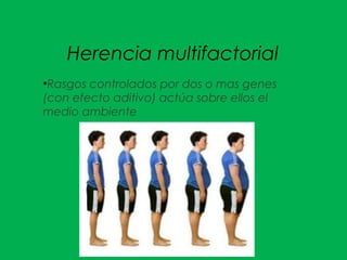 Herencia multifactorial
●
Rasgos controlados por dos o mas genes
(con efecto aditivo) actúa sobre ellos el
medio ambiente
 
