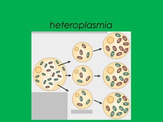 heteroplasmia
 