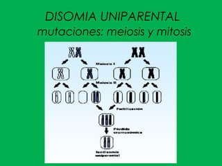 DISOMIA UNIPARENTAL
mutaciones: meiosis y mitosis
 