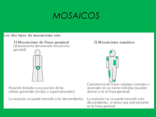 MOSAICOS
 