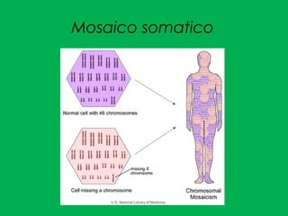 Mosaico somatico
 