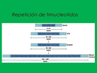Repetición de trinucleotidos
 