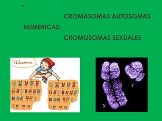 ●
CROMASOMAS AUTOSOMAS
NUMERICAS:
CROMOSOMAS SEXUALES
 