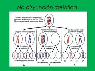 No disyunción meiótica
 
