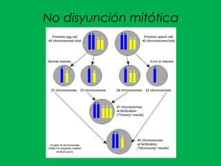 No disyunción mitótica
 
